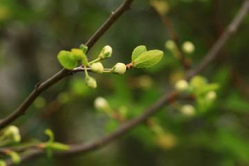 buds of flowers on a fruit tree in spring in the garden