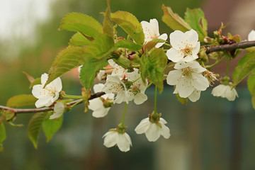 blooming fruit tree in spring in the garden