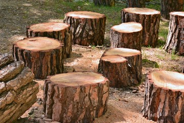 Varios troncos de árbol cortados, pinos