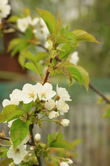 blooming fruit tree in spring in the garden