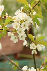 blooming fruit tree in spring in the garden