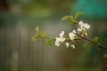 blooming fruit tree in spring in the garden