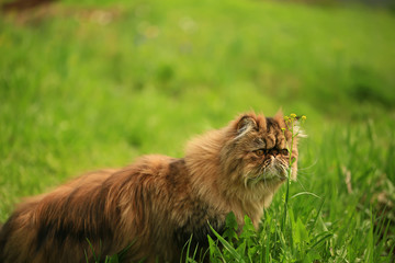 Naklejka na ściany i meble cat walks in the summer garden in the grass. purebred persian cat