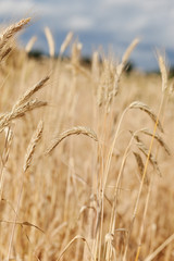 Wheat field in summer sunset light