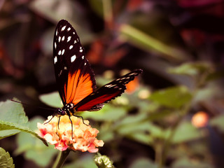 Butterfly chaleureux 
