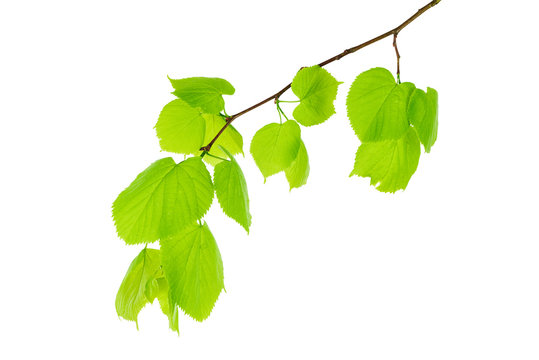 branch of tree isolated on white with leaves