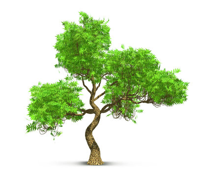 tree isolated with high detailed leaves, 3D illustration