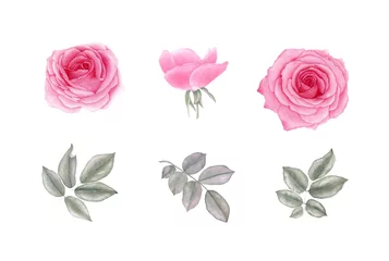 Behang Rozen Aquarel vintage roze bloemen en bladeren. Botanische illustratie. Geïsoleerd op een witte achtergrond.