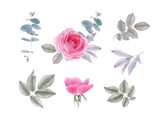 Watercolor vintage rose flowers and leaves. Botanical illustration. Isolated on white background.