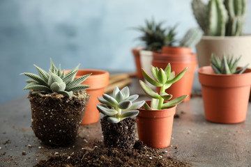 Succulents on grey table. Transplanting home plants