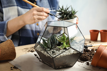 Woman and florarium with succulents at table, closeup. Transplanting home plants