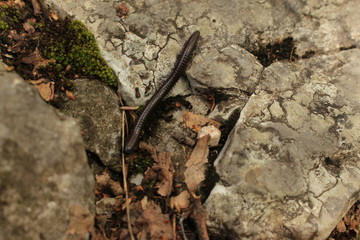 Milipede on the rock