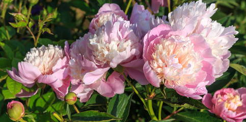 Unfocused blur pink peony petals, abstract romance background, pastel and soft flower card.