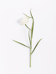 Fototapeta na wymiar Delicate white flower Snake's Head Fritillary, Fritillaria Meleagris on a white background