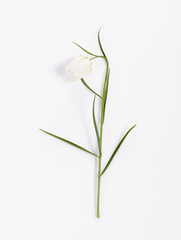 Delicate white flower Snake's Head Fritillary, Fritillaria Meleagris on a white background