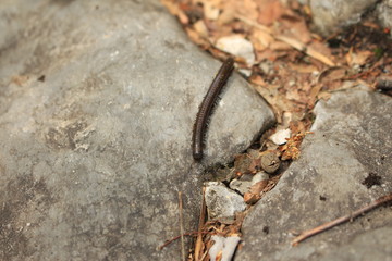 Milipede on the rock