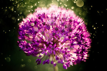 Obraz premium Macro photo of allium flowers. Close up Flower Head with dandelion structure wit water drops.