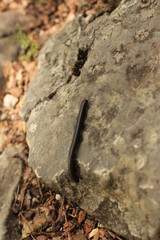 Milipede on the rock