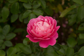 pink rose