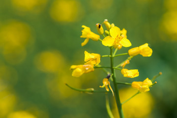 Oilseed rape field blooming