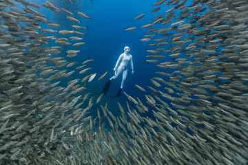 Free diving with a massive school of sardines in a shallow coral reef