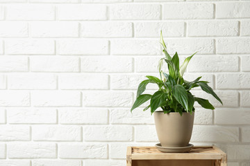 Beautiful blooming spathiphyllum in pot on table near brick wall, space for text. Home plant