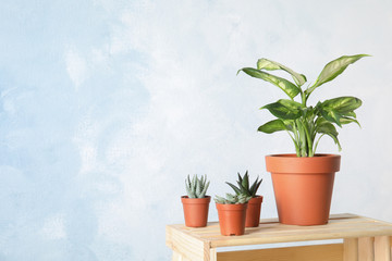 Potted plants on wooden crate against color background, space for text. Home plant