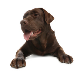 Chocolate labrador retriever lying on white background