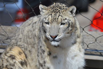Fototapeta premium Snow leopard on a rock