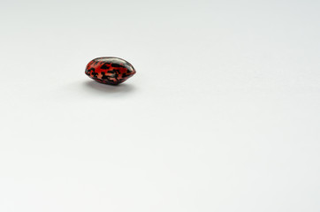One colorful kidney bean on white background. Copyspace