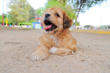 Cute dog resting in the way