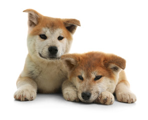 Cute akita inu puppies isolated on white