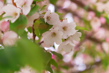 Natural floral background. Tender pink flowers on an apple tree on a bokeh background. Copy space. Soft focus.