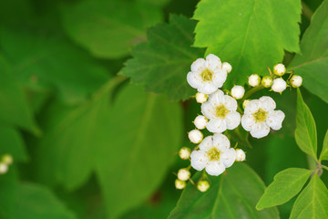 Flowers hawthorn on blurred green natural background. Conventional flower design. Greeting card with copyspace with free place for text.
