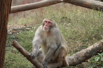 Fototapeta premium Praying Macaque