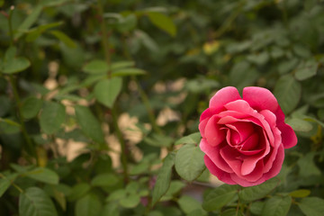 red rose in garden