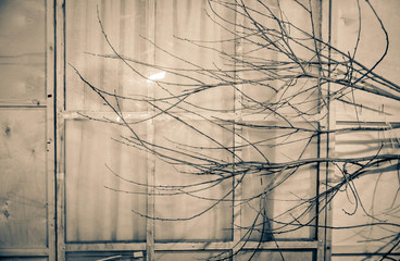 abstract background with a window with closed curtains and thin winter branches