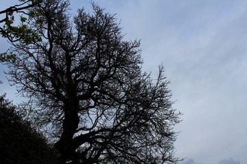 silueta de arbol
