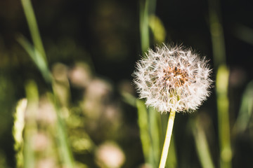 Closeup of one white dandelion in green grass with a blurry background during a bright day of spring – Small seasonal fragile plant with white puff and seeds
