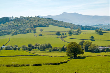 Naklejka premium rural landscape with green field and trees ( pen y fan from brecon)