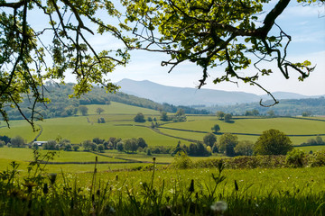 rural landscape with green field and trees ( pen y fan from brecon)