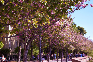 street with trees flowers in the park