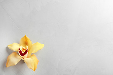 Beautiful tropical orchid flower on grey background, top view. Space for text