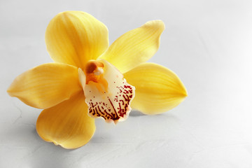 Fototapeta na wymiar Beautiful tropical orchid flower on grey background, closeup