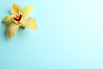 Beautiful tropical orchid flower on color background, top view. Space for text