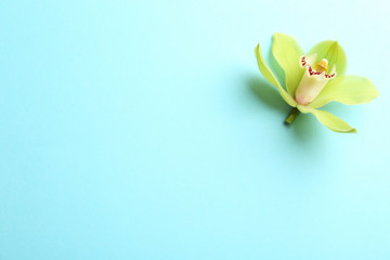 Beautiful tropical orchid flower on color background, top view. Space for text
