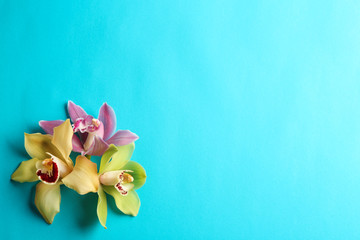 Beautiful tropical orchid flowers on color background, flat lay. Space for text