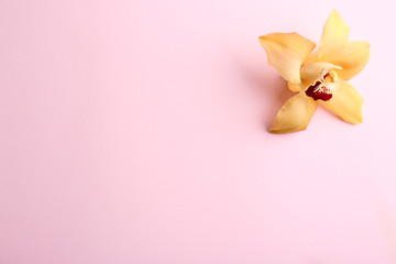 Beautiful tropical orchid flower on color background, top view. Space for text