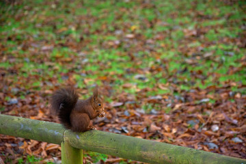 Squirrel 5