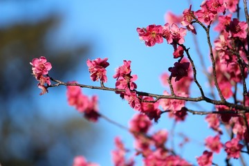 plum blossom